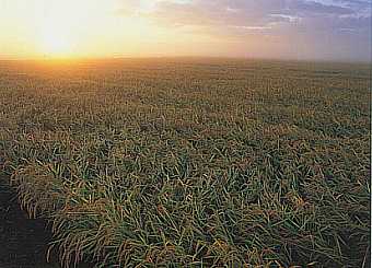 Rice Paddy and Rising Sun