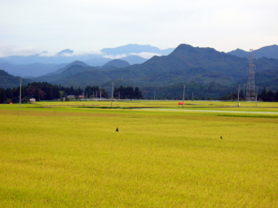 Rice Paddy in Scenic Niigata V